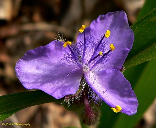 {Tradescantia subaspera}